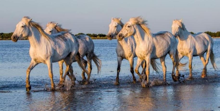 Entre Terre Et Mer Marsillargues Zewnętrze zdjęcie
